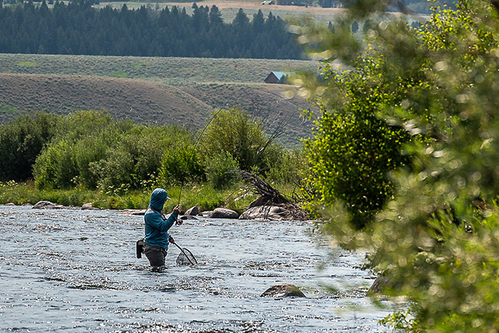 Ben Visintainer landing a Madison River rainbow trout on the euro nymph rod