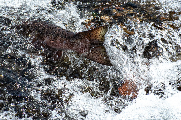 Salmon Release Spokane River Washington