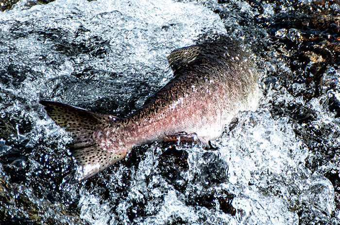 Salmon Release Spokane River Washington