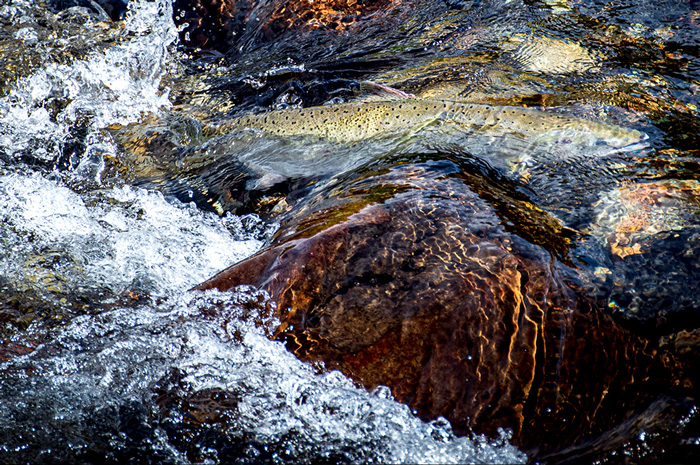 Salmon Release Spokane River Washington