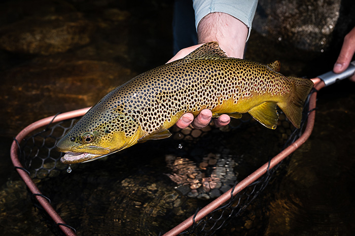 Montana Brown Trout.