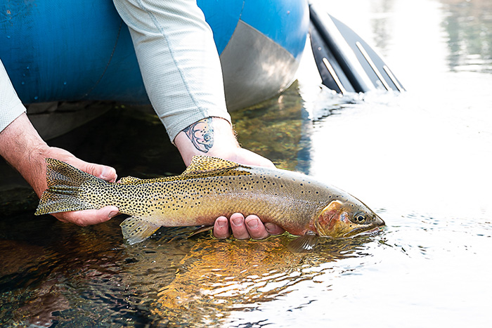 Westslope Cutthroat