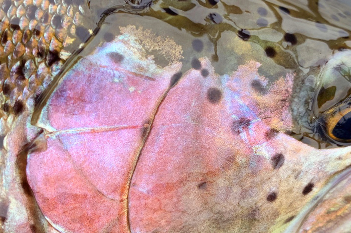 Spokane River Redband Trout