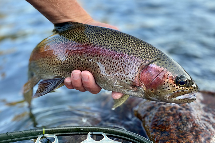 Jesse releases a fine Redband rainbow back to the Spokane River.