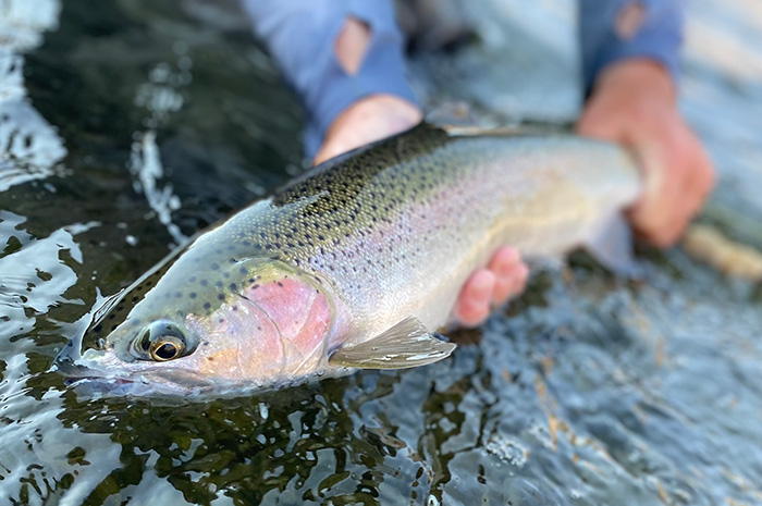 Grande Ronde steelhead.