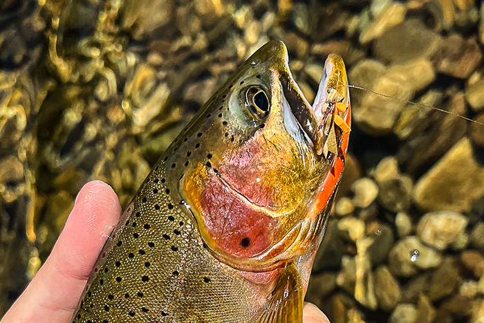 St. Joe River Cutthroat Trout fell for a hopper in the riffle water. 