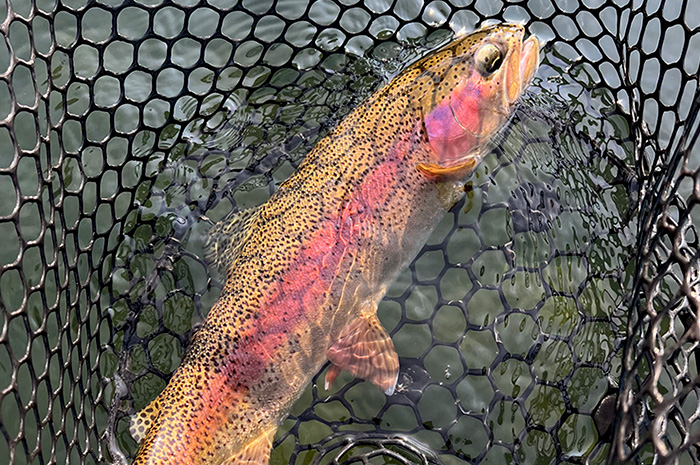 Guided Fly Fishing Spokane River