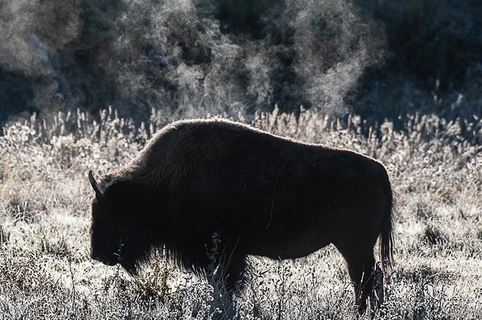 Yellowstone