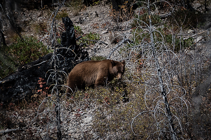 Yellowstone