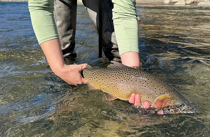 Lamar River cutthroat trout.