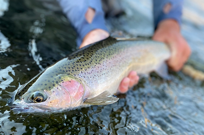 Grande Ronde Steelhead