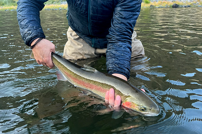 Grande Ronde Steelhead