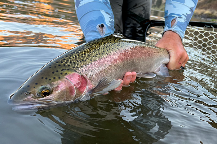 Grande Ronde Steelhead