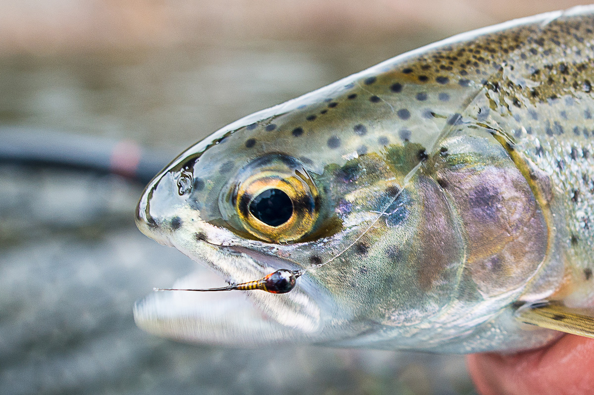 Rocky Ford Creek rainbow trout.