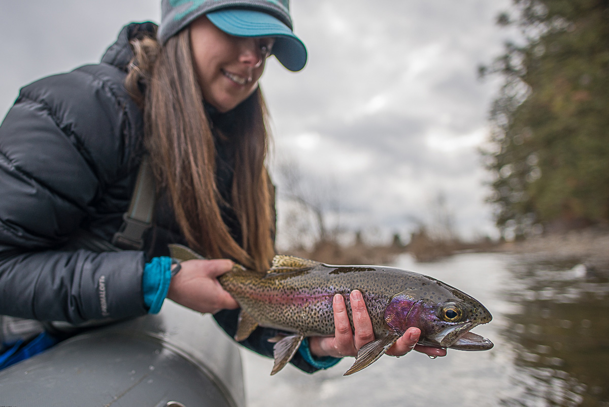 Spokane River Redband Trout