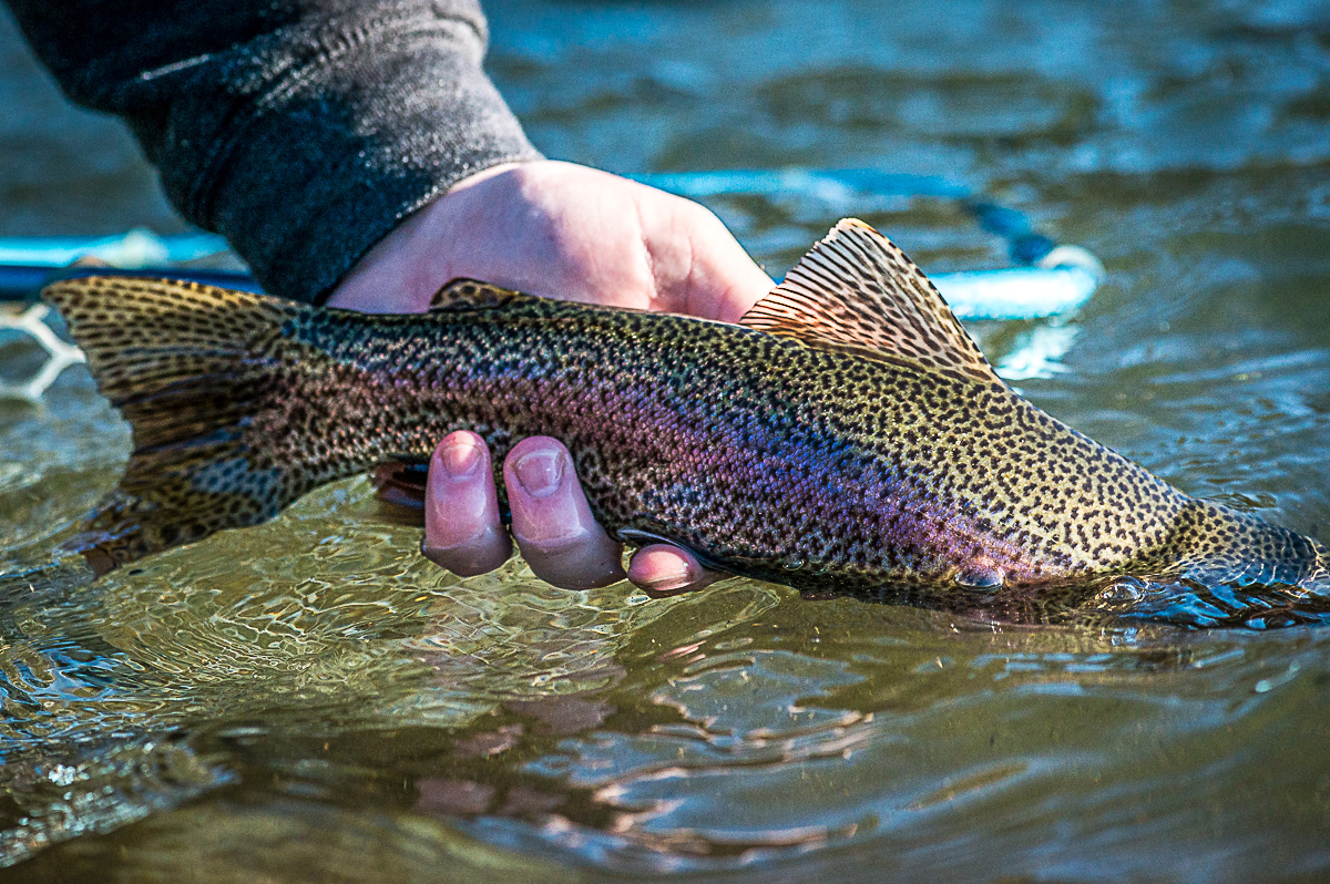 Spokane River Redband Trout