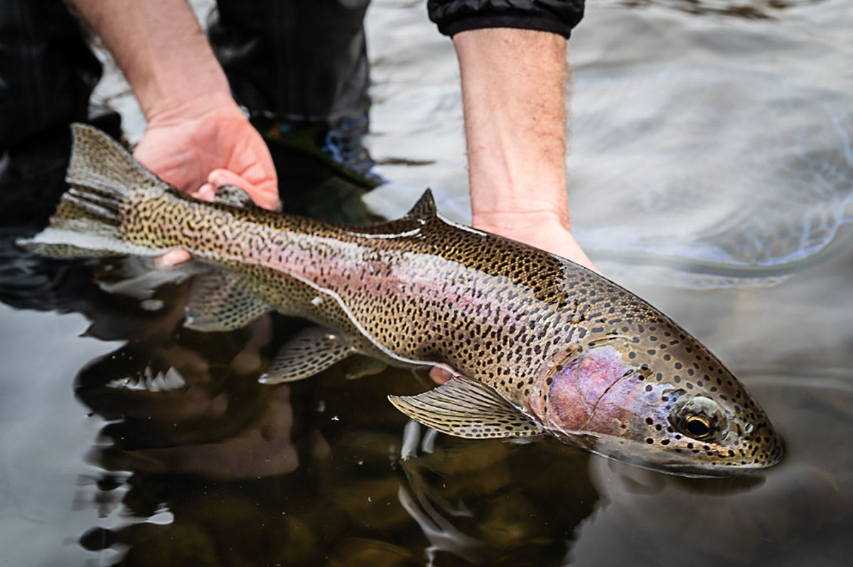 Redband Trout