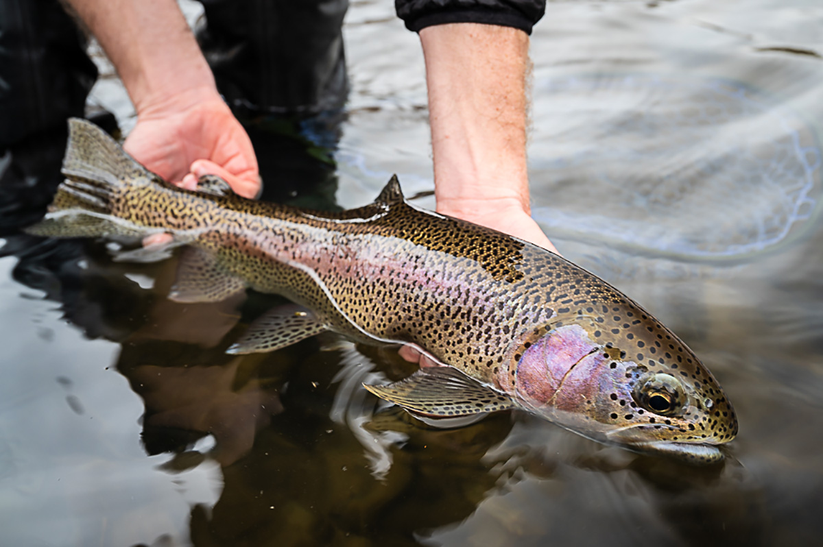 A beautifully spotted Spokane River Redband trout ready for release.