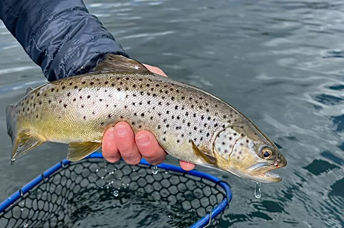 Brown trout from Medial Lake.