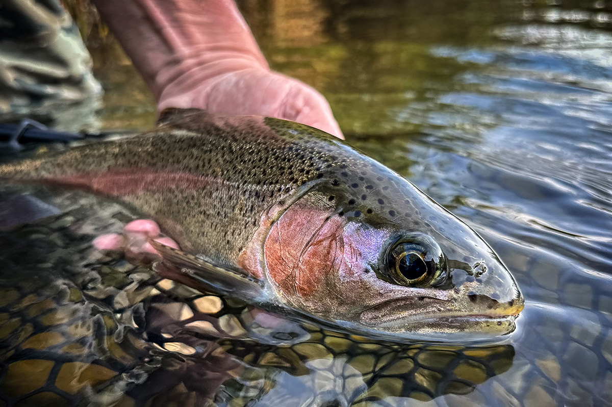 Spokane River Redband Trout