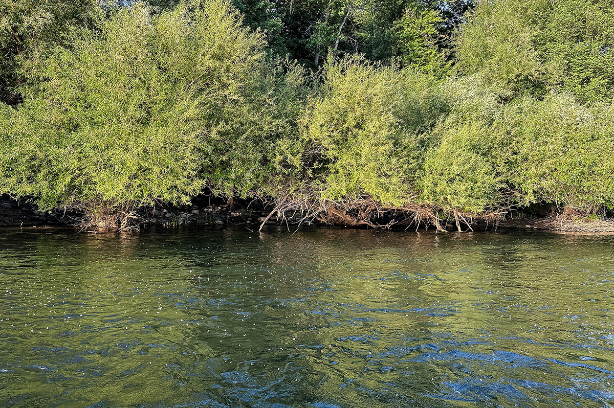 Spokane River Redband Trout