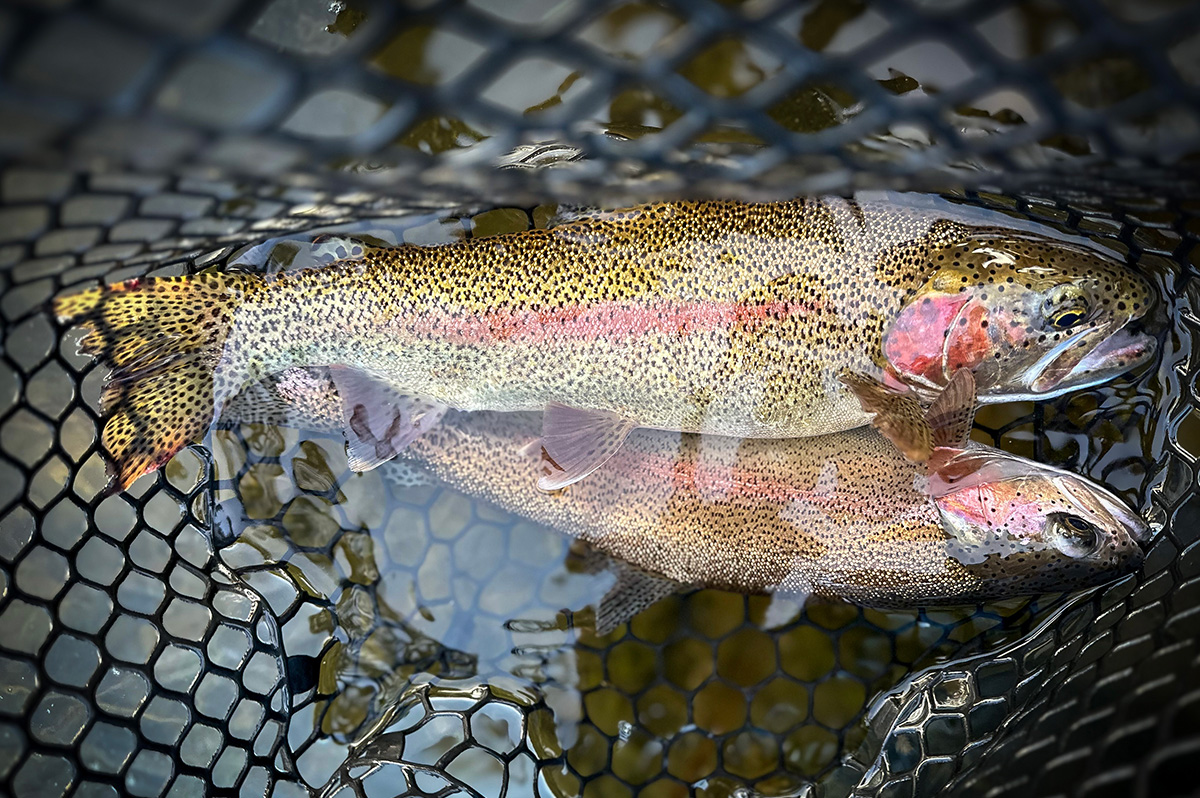 Spokane River Redband Trout