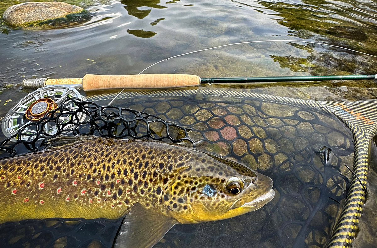 Montana Brown Trout