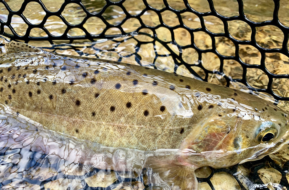 Idaho Fly Fishing