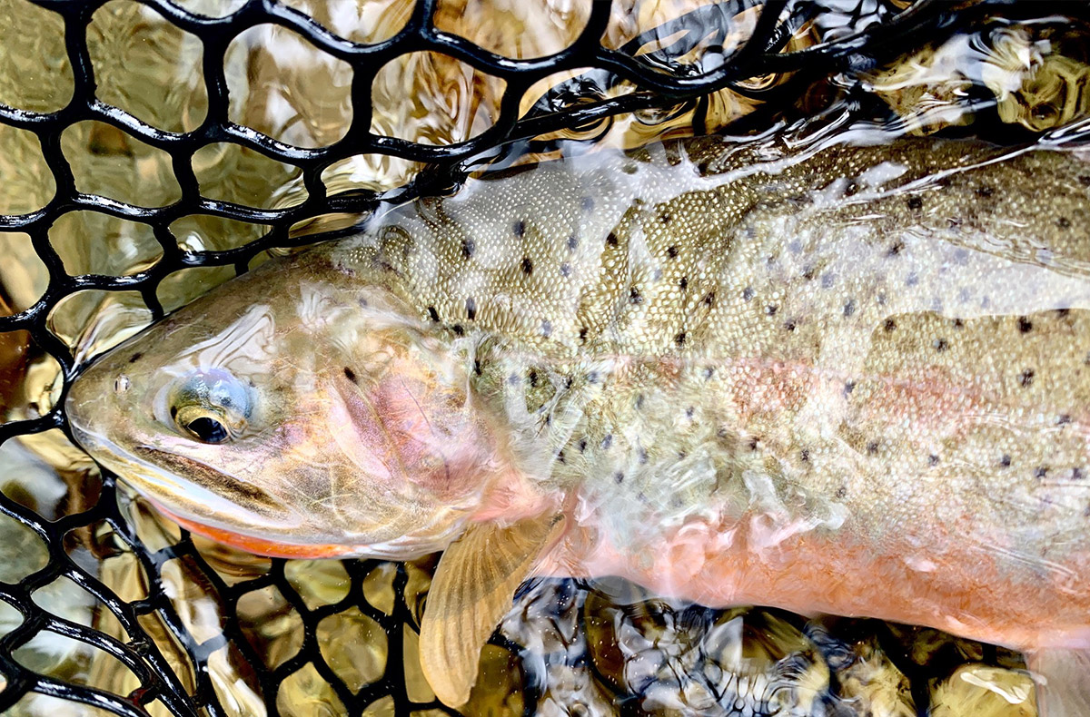 Idaho Fly Fishing