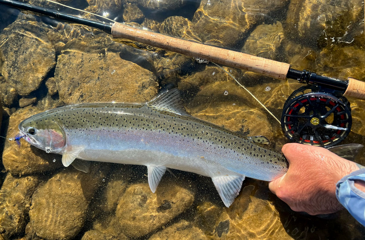 Clearwater Steelhead