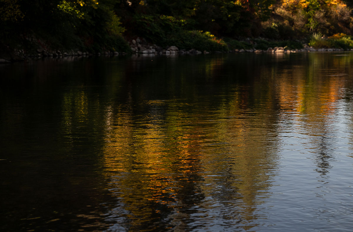 Soft Hackles in the Fall Spokane River