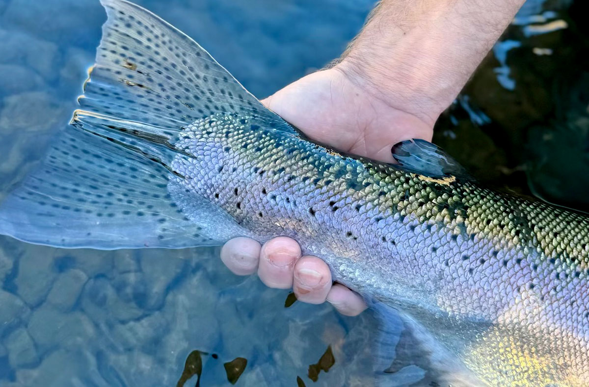 Washington Steelhead