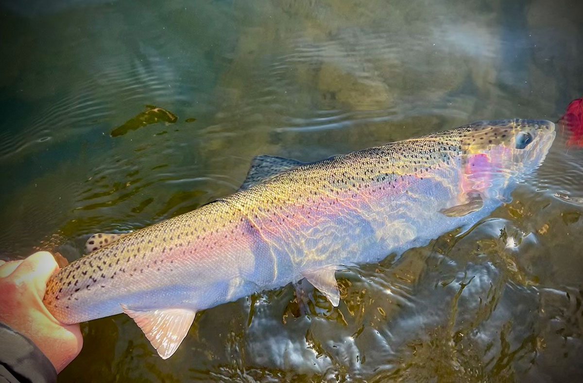 Washington Steelhead