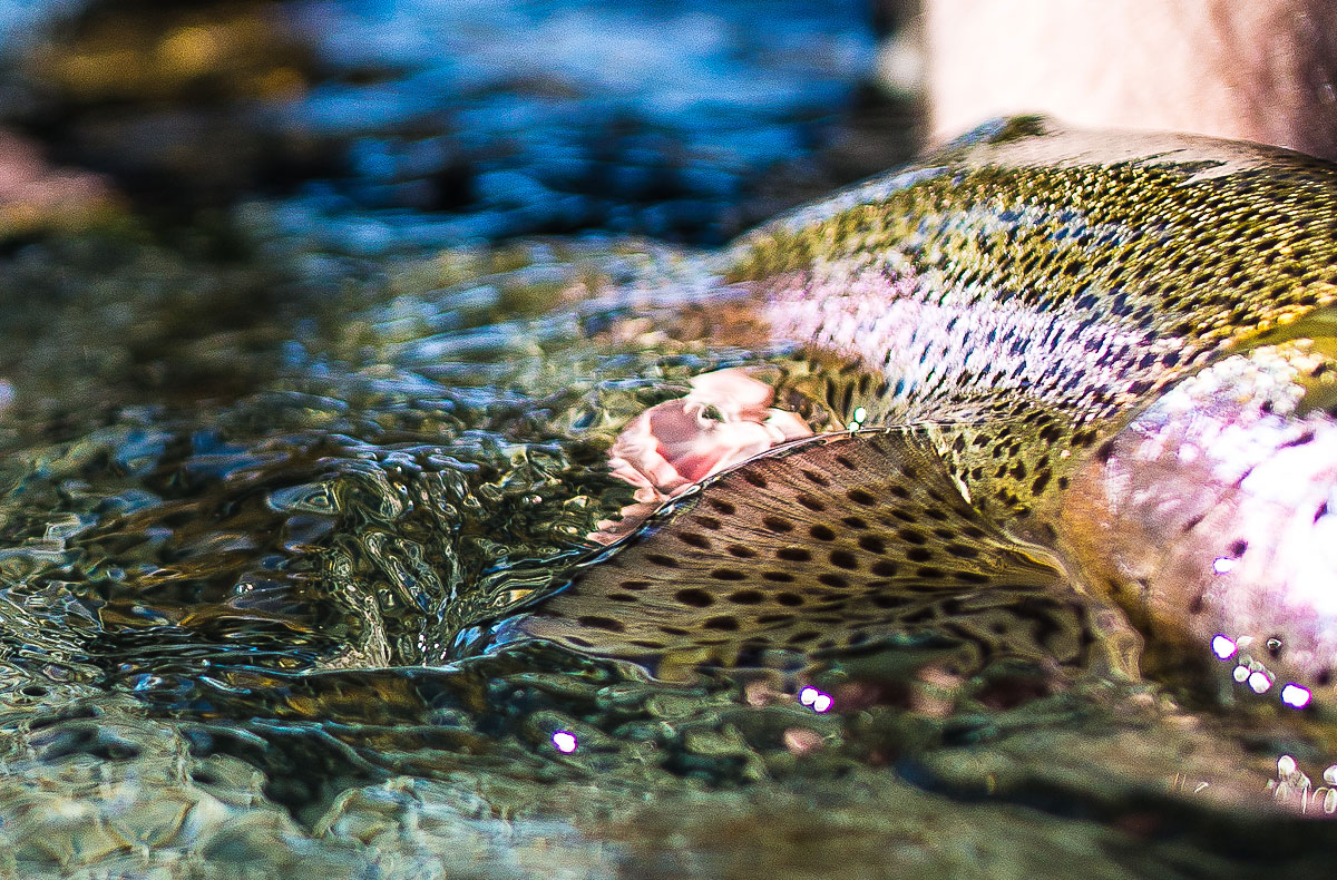 Spokane River