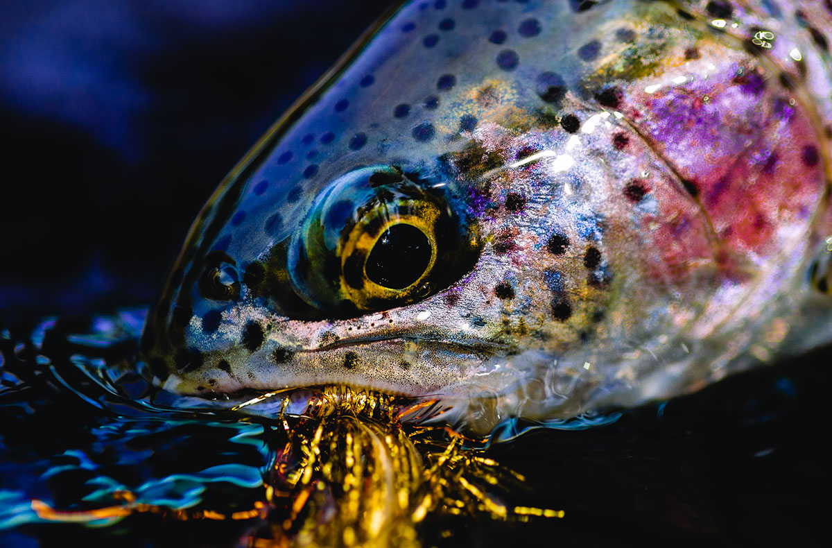 Spokane River Fly Fishing