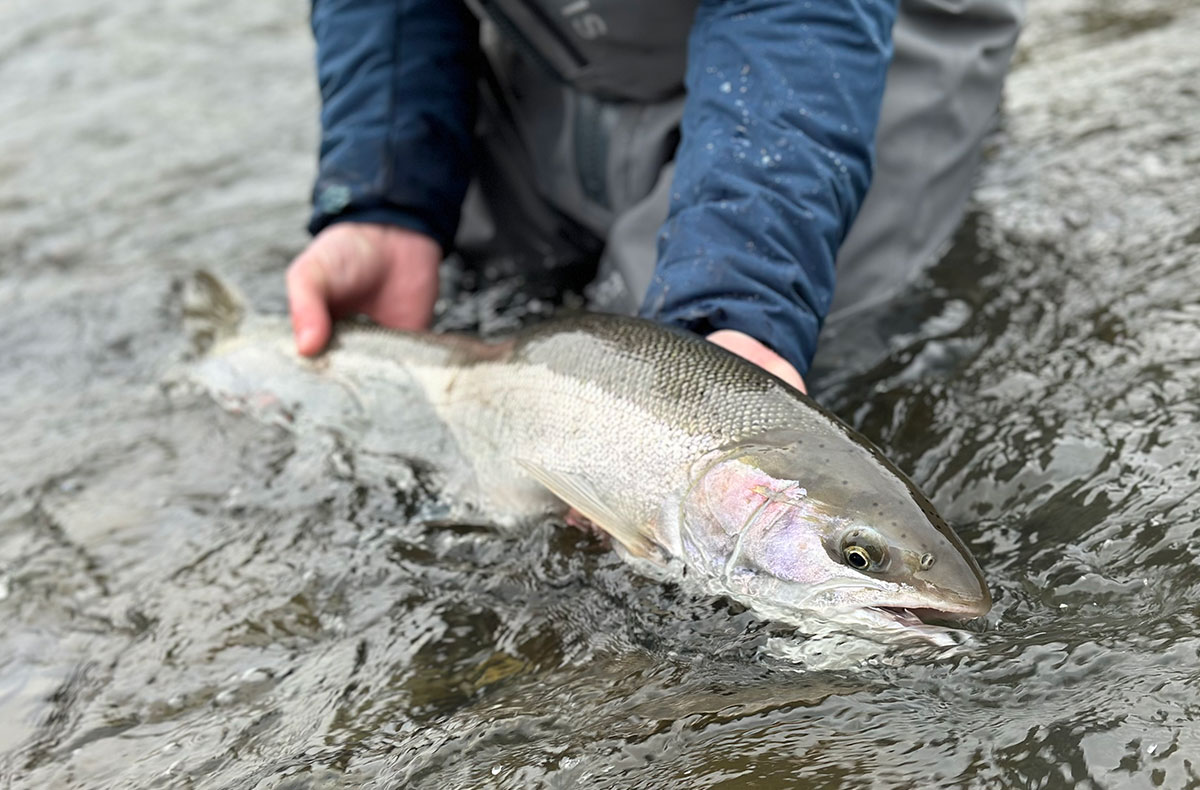 Chasing Coastal Chrome