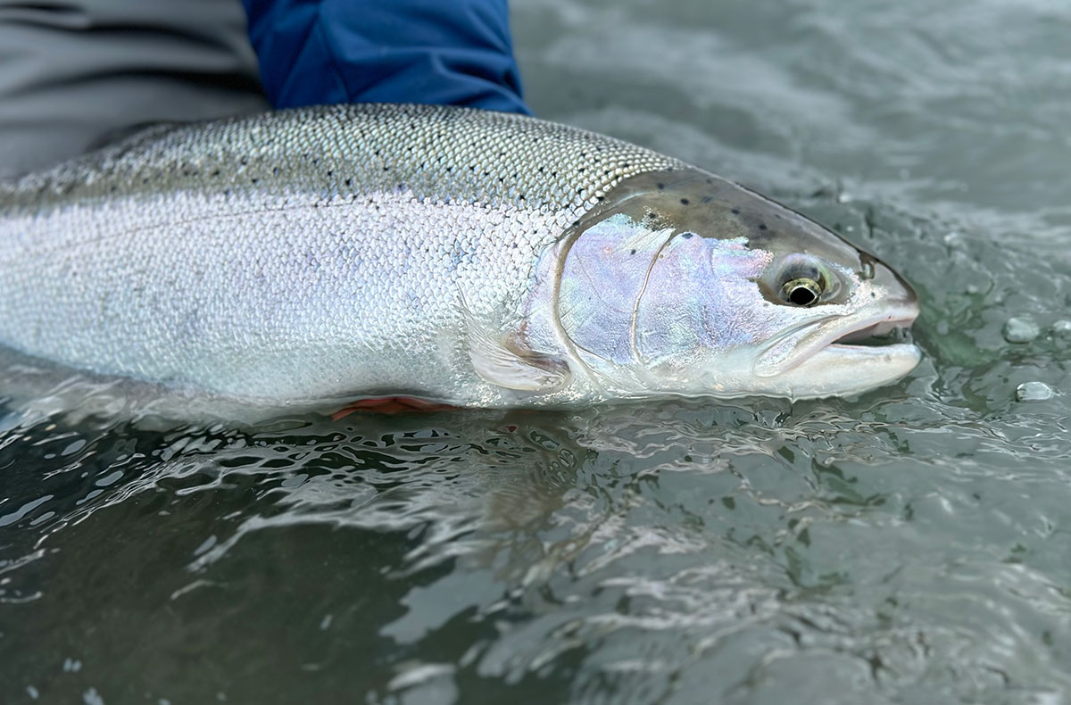 Chasing Coastal Chrome