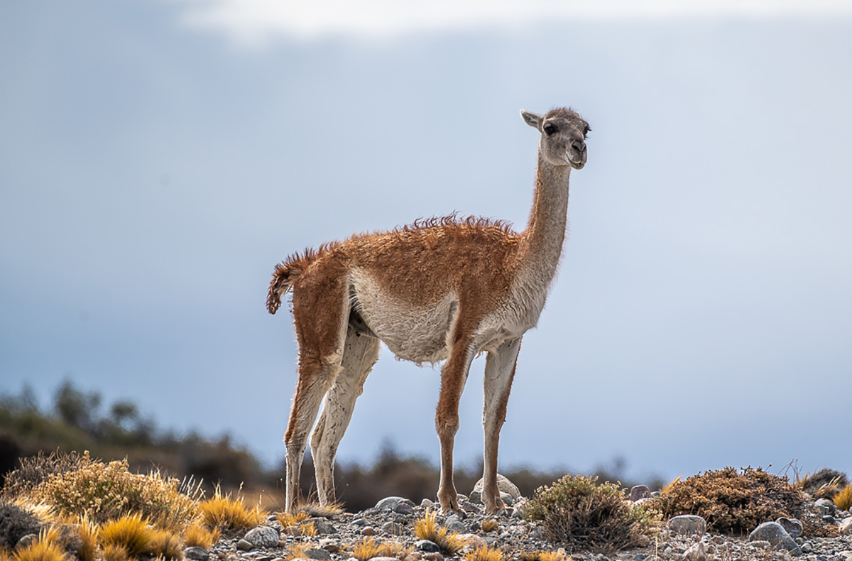 Chile Patagonia