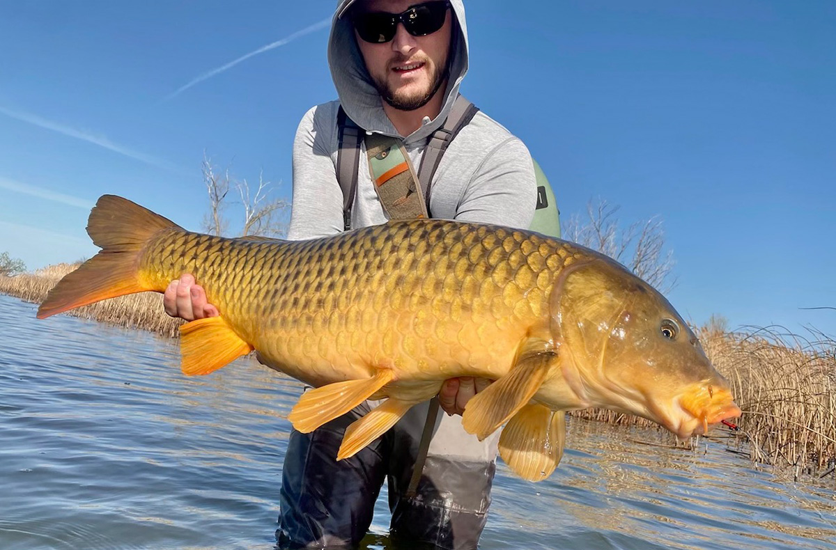 Carp on the Fly