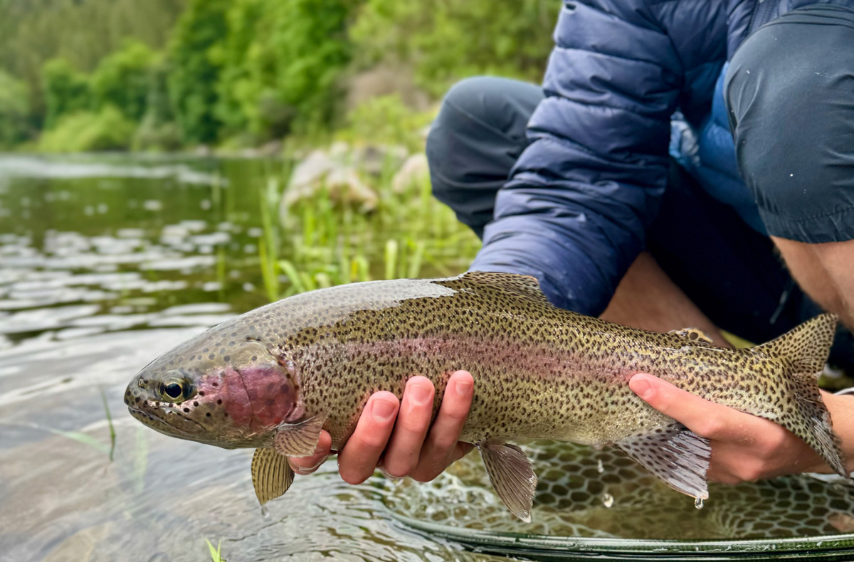 Fly Fishing Spokane River