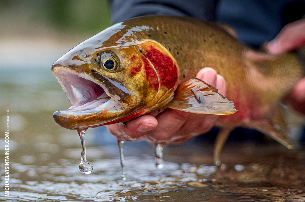 Fly Fishing North Idaho