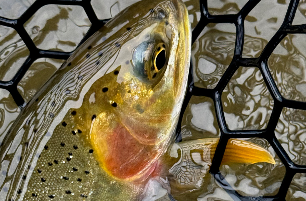 North Idaho Fly Fishing