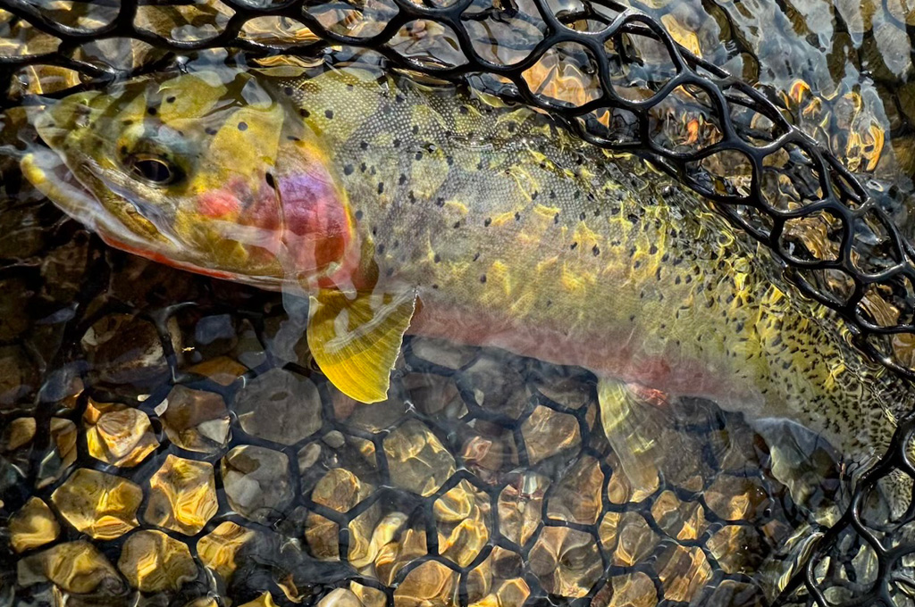 Idaho Cutthroat Trout