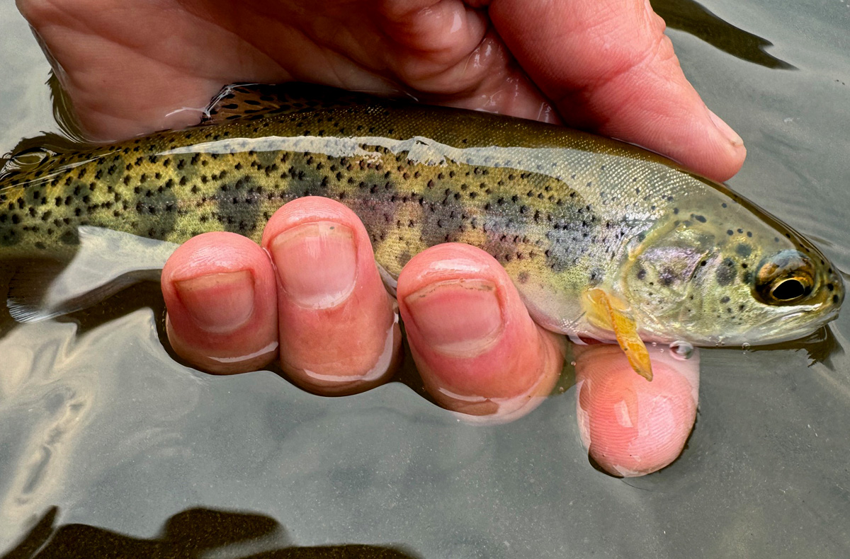 North Idaho Fly Fishing