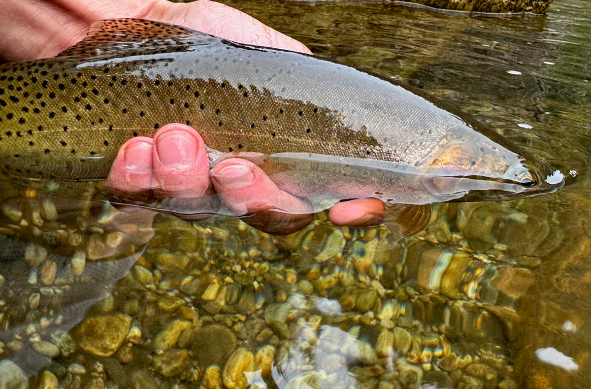 North Idaho Fly Fishing