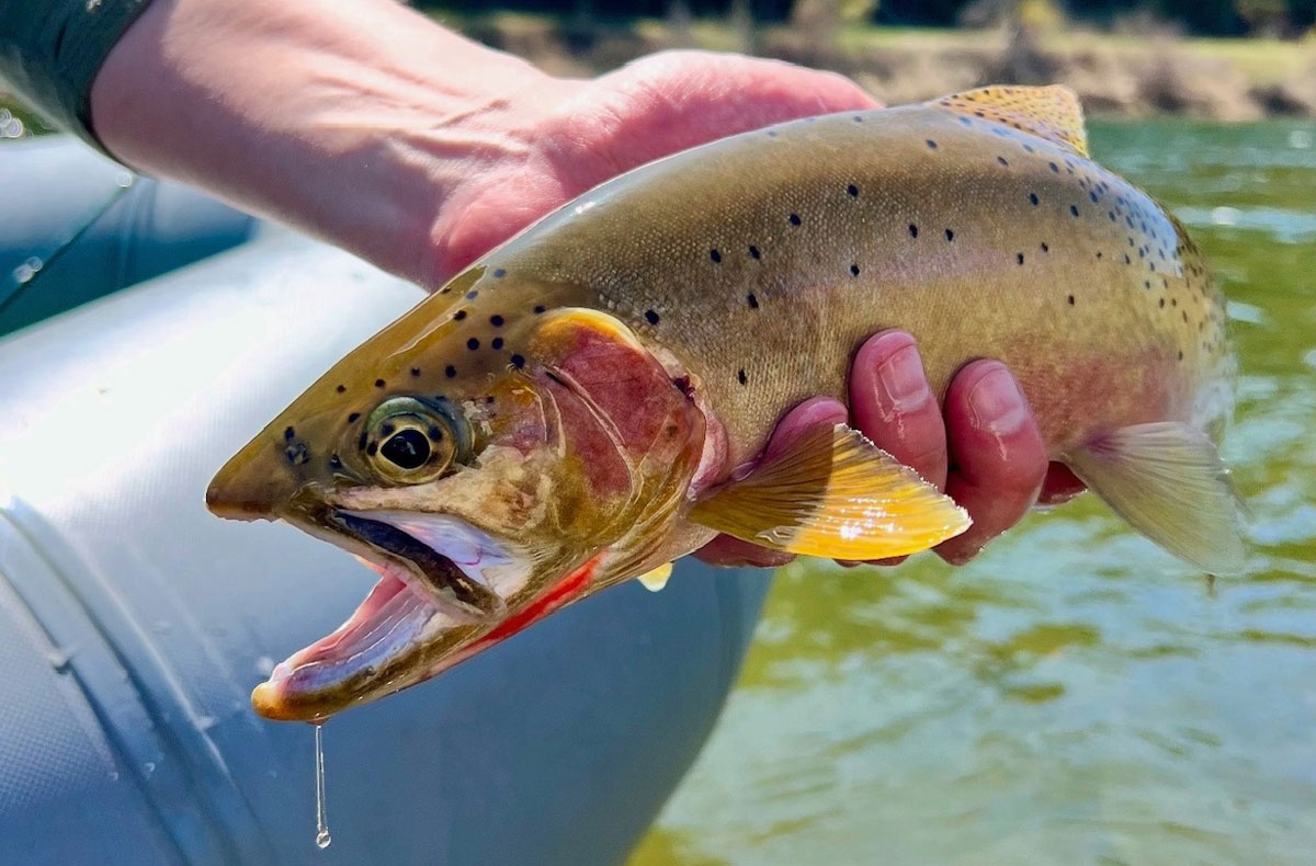 North Idaho Fly Fishing