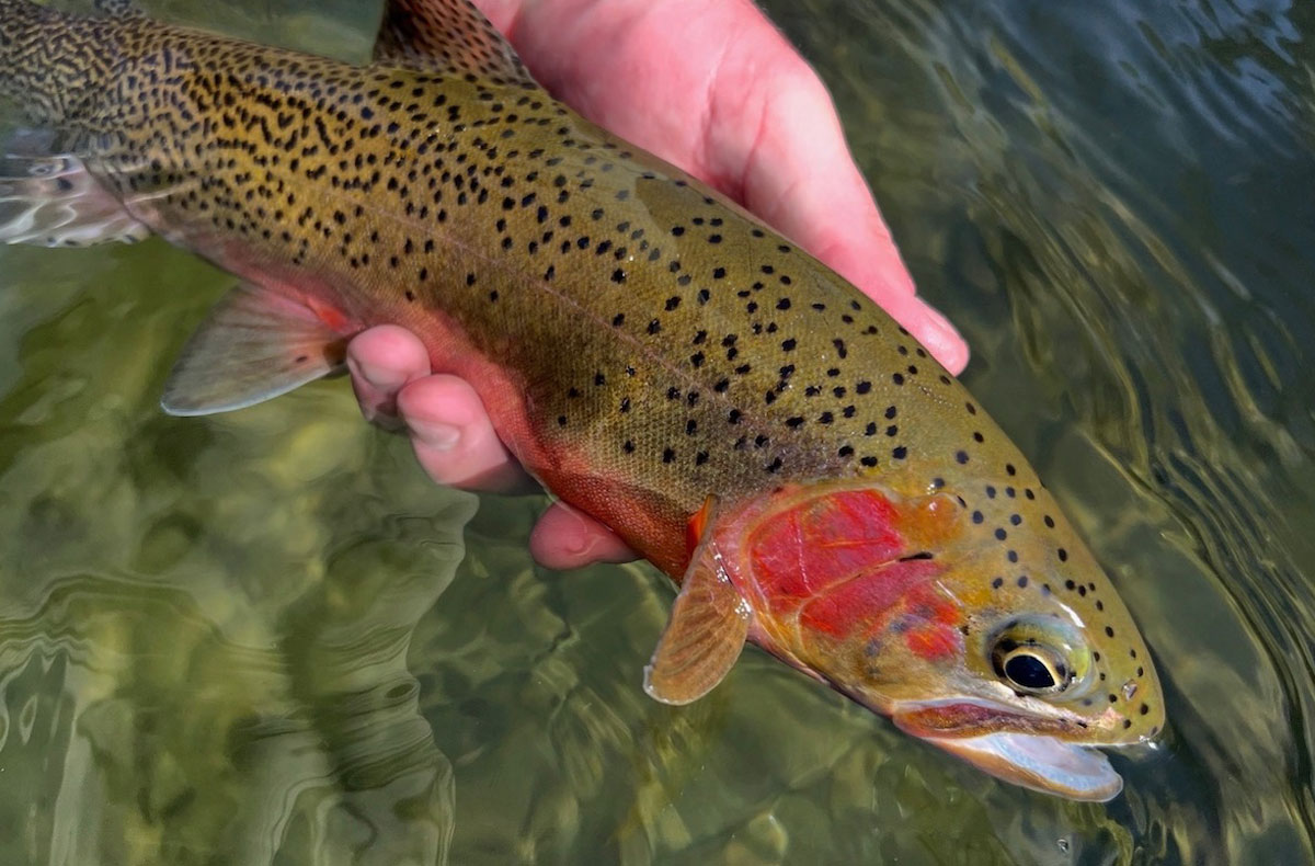 North Idaho Fly Fishing