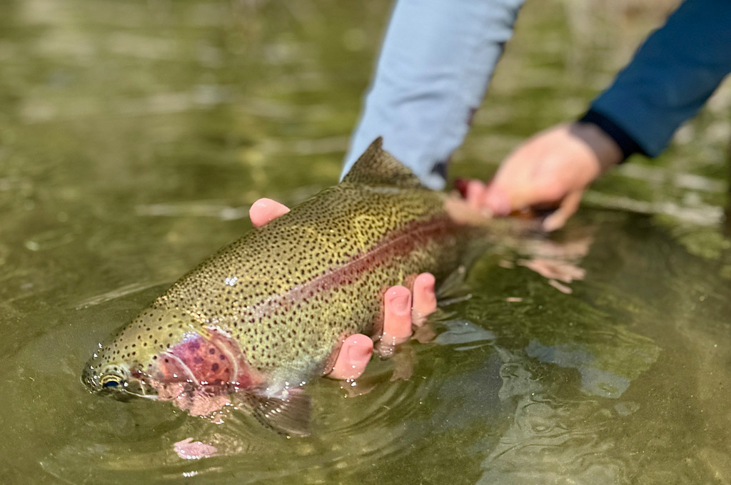 Spokane River Fly Fishing