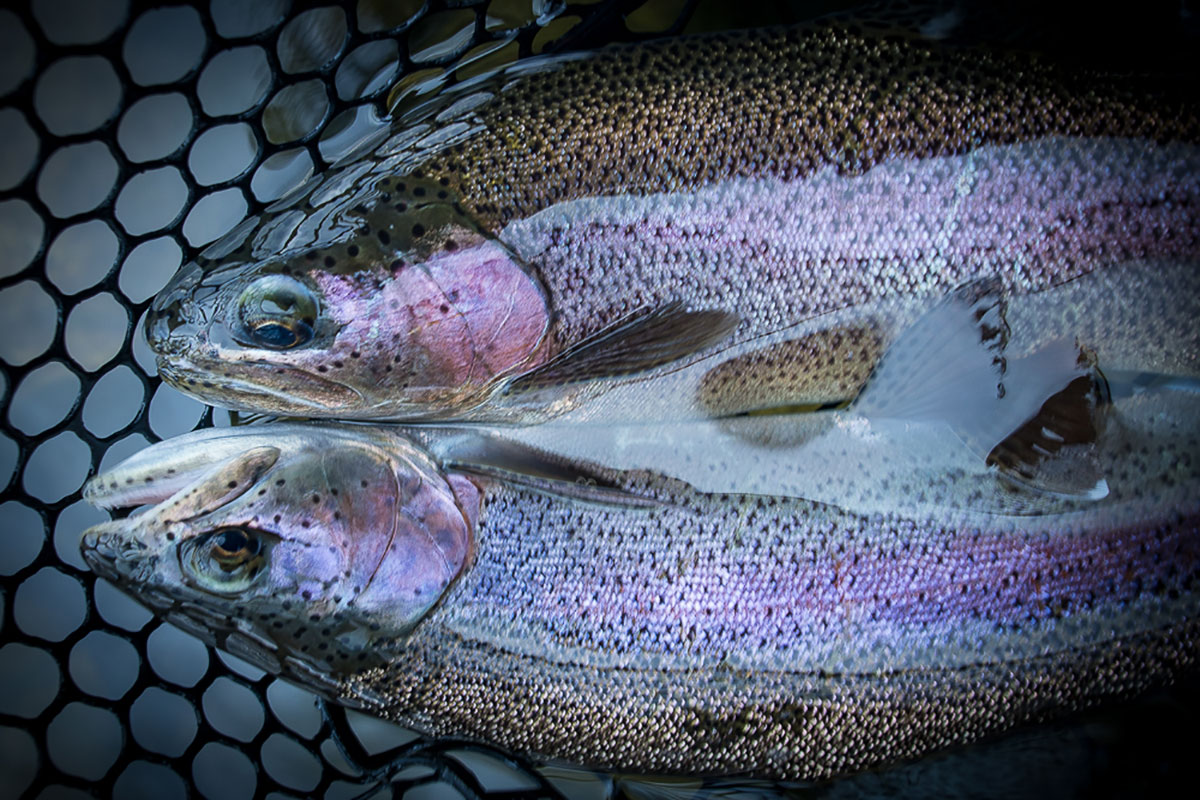 Spokane River Redband Trout