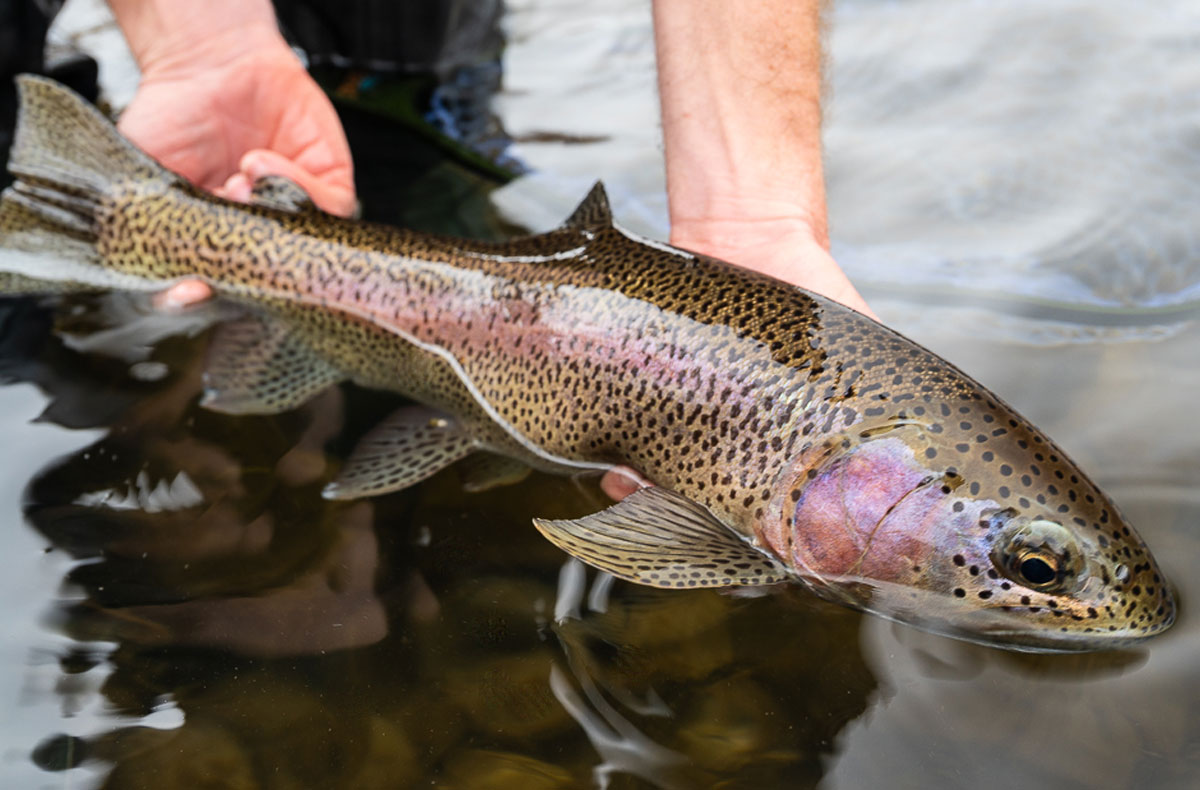 Spokane River Redband Trout